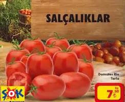 DOMATES RİO TARLA SALÇALIK DOMATES RİO TARLA SALÇALIK